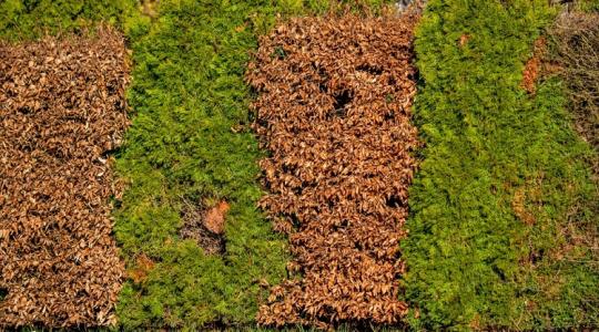 Ezért barnul a tuja - és hogyan állíthatod meg