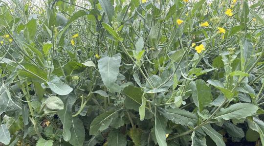 Hogyan csinálunk 10 tonna/ha felett búzából  és 5 tonna/ha felett repcéből? 