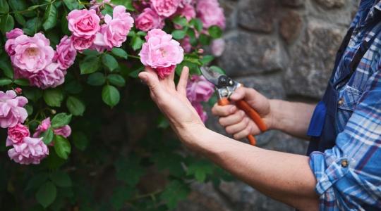 Így lesz egészséges és erős a rózsád