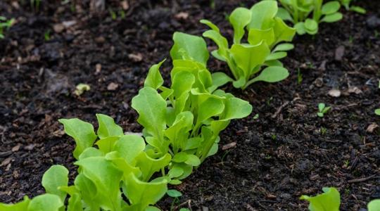 Ezért nem nő a saláta - pedig lehet, hogy csak egy dolgot rontasz el
