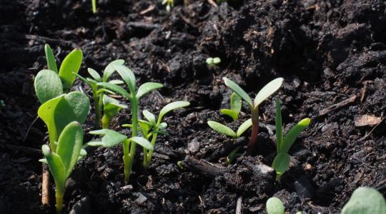 Így gyorsíthatod fel a csírázást egyszerű trükkökkel