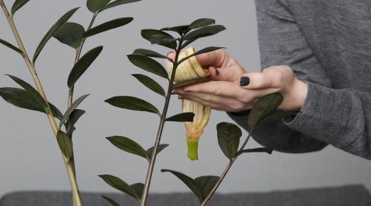 Ezért nem működik a legtöbb házi trükk a kertben