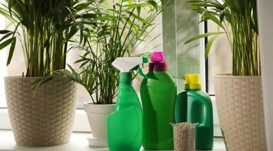 Így lehet ellenállóbb a növényed a betegségekkel szemben