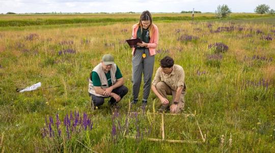 Nem is hinnéd, ezért nem mindegy, mi nő a tábla szélén