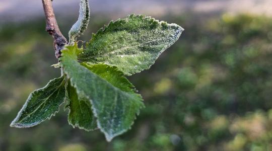 Divatos gyümölcsfajták a kertben: mennyire bírják a hazai klímát?