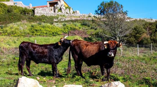 Aggasztó: 4 újabb járványkitörés egy európai országban Aggasztó: 4 újabb járványkitörés egy európai országban