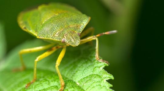 Csodálatos hír Neked, óriási bánat a poloskáknak!