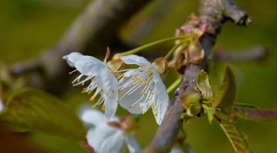 Viharos szél és hajnali fagy: mire készüljenek a gazdák szerda reggel? Viharos szél és hajnali fagy: mire készüljenek a gazdák szerda reggel?