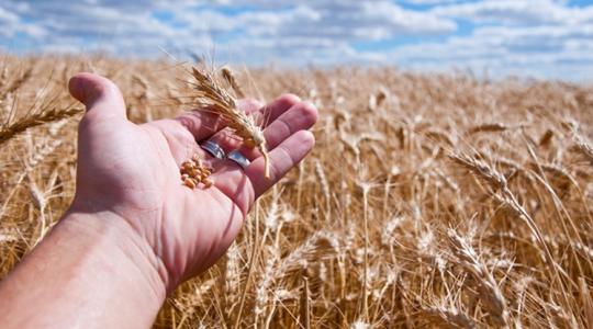 Kevesebb műtrágyával jó minőségű búzát? Ez a cél Kevesebb műtrágyával jó minőségű búzát? Ez a cél