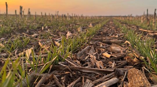 Talajstratégiák VI. – Lebontási problémák – amikor a talaj nem dolgozik