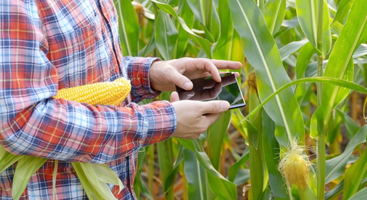 Drága a biostimuláns, megmérjük a hatását