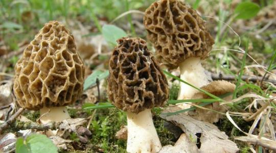 Gombaimádók figyelem! Idén talán bőkezű lesz velünk a természet Gombaimádók figyelem! Idén talán bőkezű lesz velünk a természet