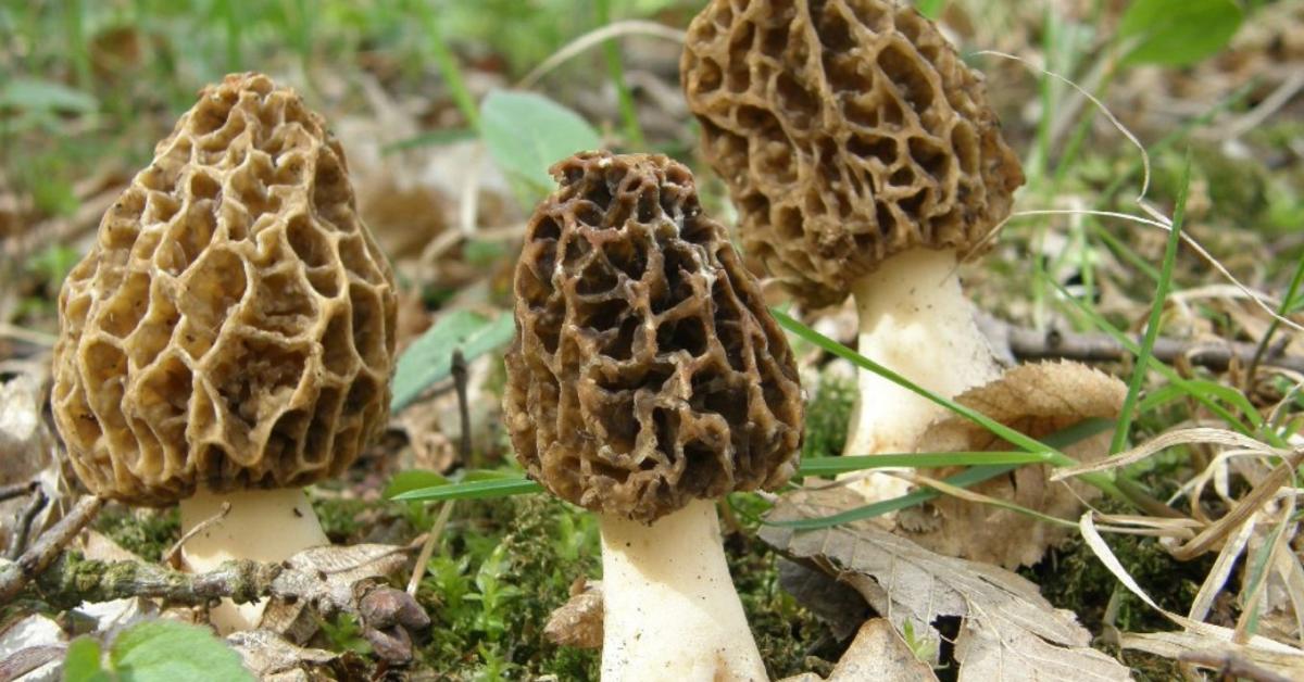 Gombaimádók figyelem! Idén talán bőkezű lesz velünk a természet Gombaimádók figyelem! Idén talán bőkezű lesz velünk a természet