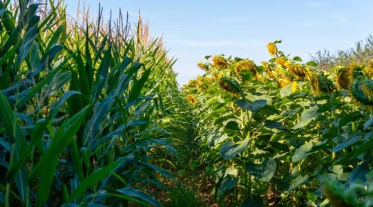 Új korszak a Kukoricázz velünk! termelési versenyben – a napraforgó is pályára lép