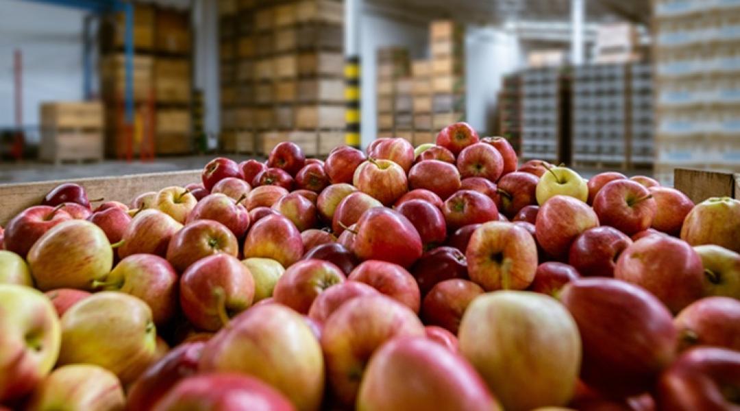 Ez az igazság: alapvetően importból oldjuk meg a hazai almaellátást