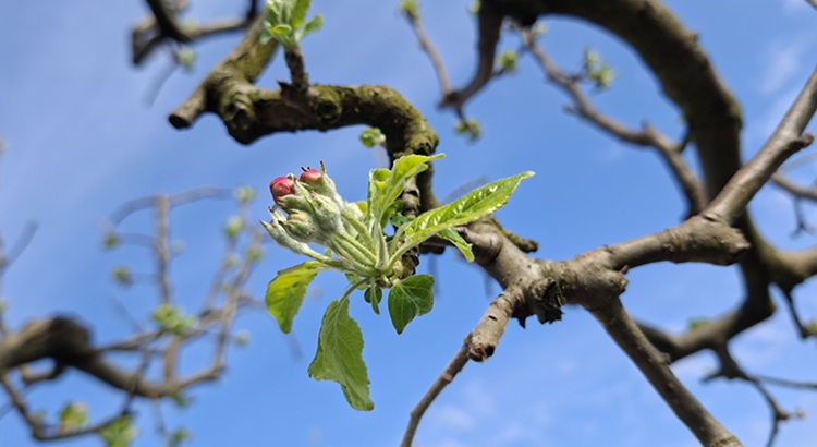 Pirosbimbós az alma, csak fagykár ne érje!