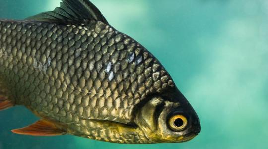 Gyakorlati tudással erősödik az akvakultúra-képzés