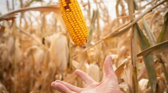 Kukoricatermelés: lehull a lepel, így csinálják a legjobbak!