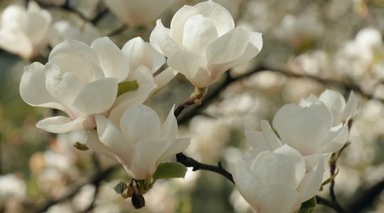 A legszebb magnóliát szeretnéd? Ez lesz az!