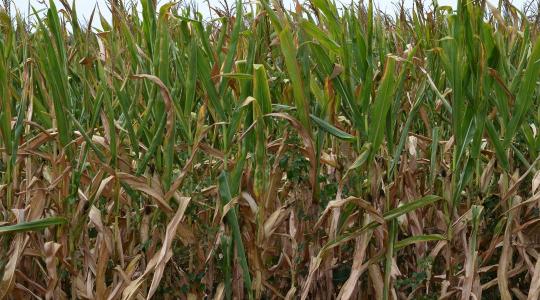 Magyarország kezdeményezésére újabb uniós forrás segíti a tavalyi aszály által sújtott gazdálkodókat