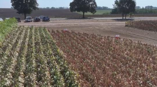 A kukorica már nem mindenhol biztos választás… de mi jöhet helyette? 