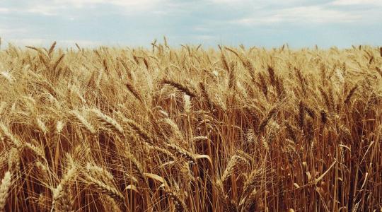 Az olcsó ukrán termények nehéz helyzetbe hozhatják a magyar gazdákat