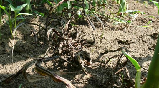 Rugalmas gyomirtás kukoricában: időzítés felsőfokon 