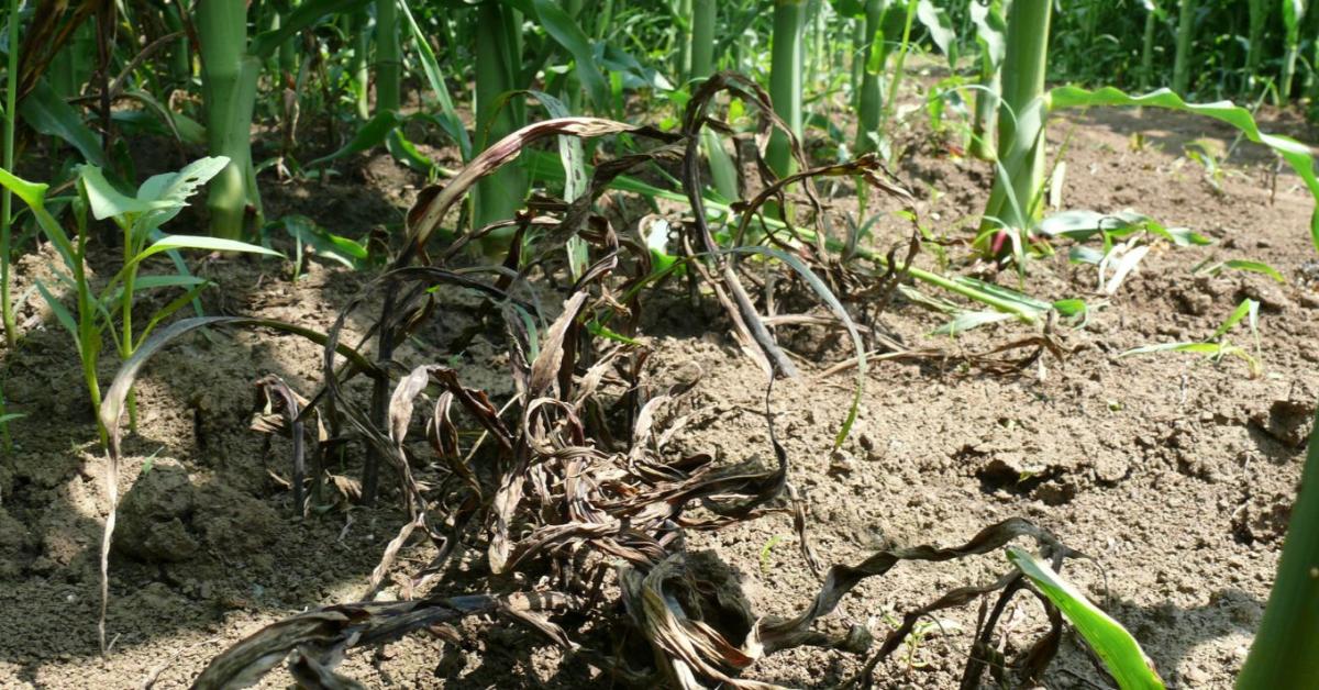 Rugalmas gyomirtás kukoricában: időzítés felsőfokon Rugalmas gyomirtás kukoricában: időzítés felsőfokon