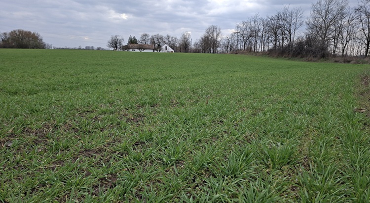 A búzaállományok most fognak szárba indulni