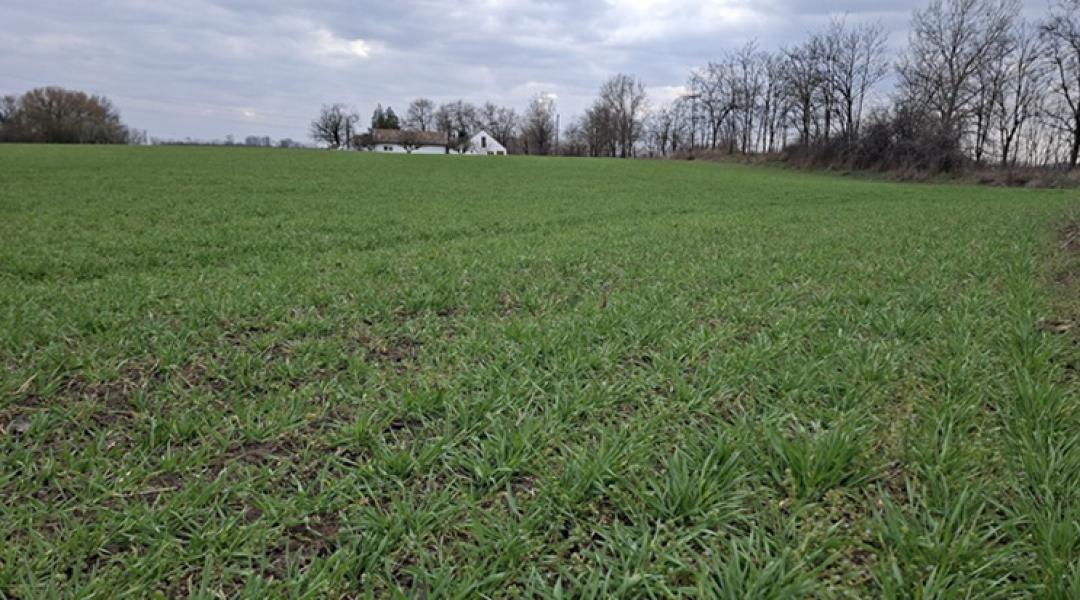 Búzakörkép: van, ami az inputáraknál is aggasztóbb