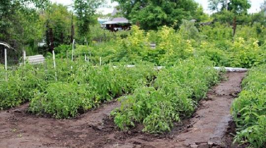 Ezért kulcsfontosságú a talaj minősége - sokan alábecsülik