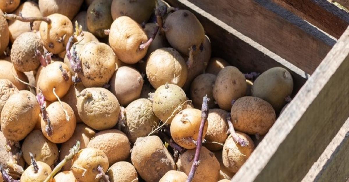 Meglepő ok miatt zöldül a burgonya! Eláruljuk azt is, mit kell tenned! Meglepő ok miatt zöldül a burgonya! Eláruljuk azt is, mit kell tenned!