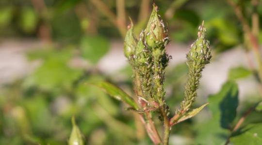 Ezért pusztul el a növényed egyik napról a másikra