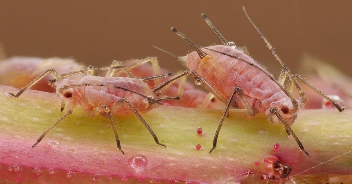 Ezért pusztul el a növényed egyik napról a másikra