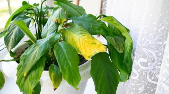 Így mentheted meg a növényedet az utolsó pillanatban