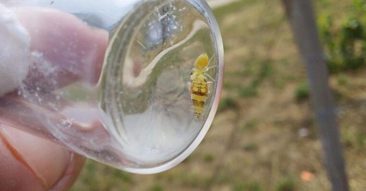 Metszésen múlik a szőlőkabóca terjedése?