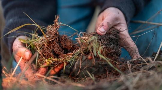 Ezért nem elég a locsolás - amit sokan nem vesznek észre