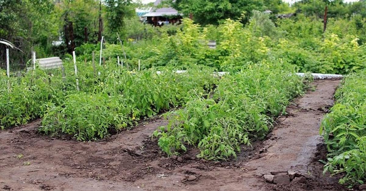 Így lesz sikeres a vetés - ezt sokan nem tudják