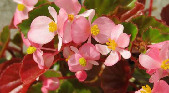 Begónia gondozása: így lesz dús és hosszan virágzó a növény Begónia gondozása: így lesz dús és hosszan virágzó a növény