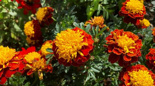 Büdöske ültetése: ezért érdemes helyet adni neki minden kertben Büdöske ültetése: ezért érdemes helyet adni neki minden kertben