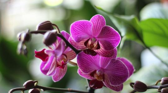 Orchidea gondozása: az 5 leggyakoribb hiba, amit érdemes elkerülni