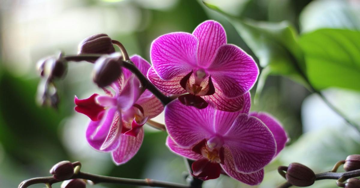 Orchidea gondozása: az 5 leggyakoribb hiba, amit érdemes elkerülni Orchidea gondozása: az 5 leggyakoribb hiba, amit érdemes elkerülni