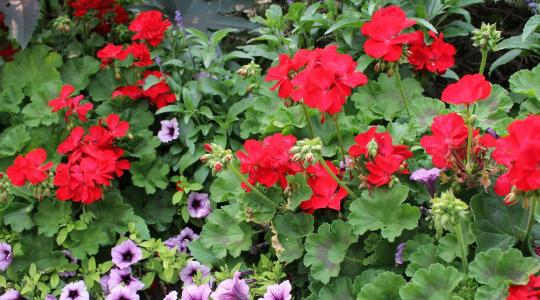 Muskátli gondozása: ettől virágzik egész nyáron látványosan Muskátli gondozása: ettől virágzik egész nyáron látványosan