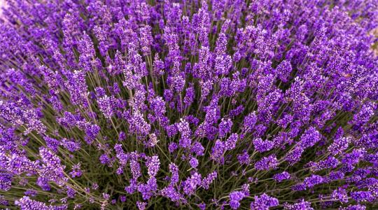 Levendula metszése: mikor és hogyan érdemes visszavágni?