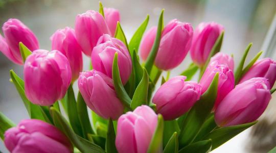 Tulipán gondozása: mit tegyél virágzás után, hogy jövőre is szép legyen? Tulipán gondozása: mit tegyél virágzás után, hogy jövőre is szép legyen?