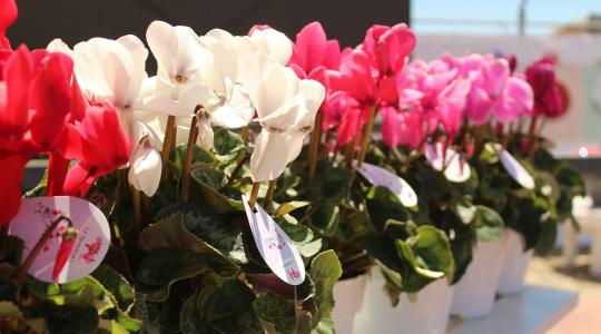 Ciklámen gondozása: ezért pusztul el sok növény idő előtt