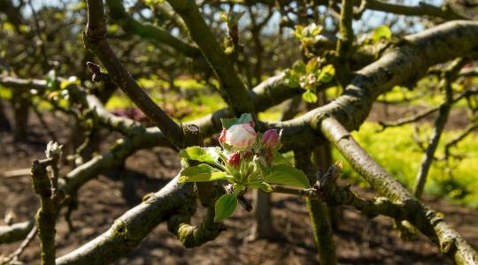 Almafa metszése: így lehet több és egészségesebb termésed Almafa metszése: így lehet több és egészségesebb termésed