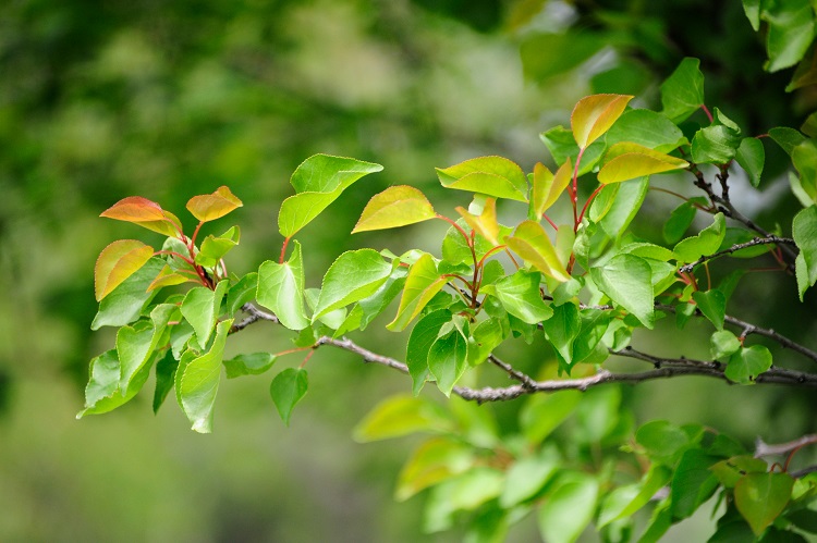 kajszibarack metszése kajszibarack metszése
