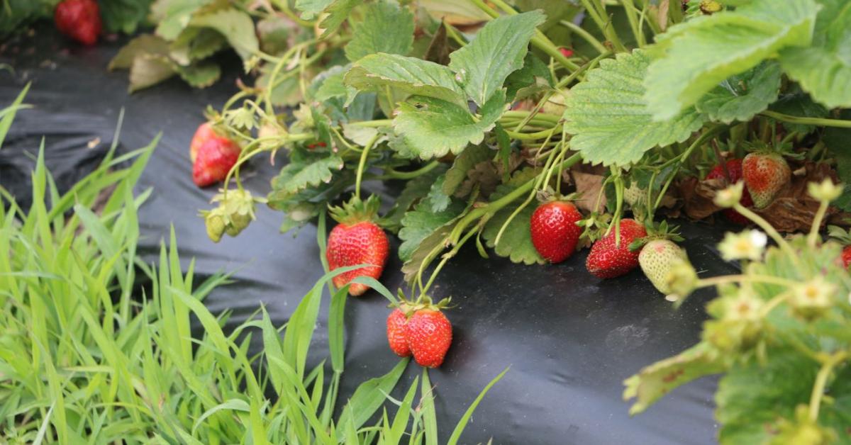 Eper gondozása tavasszal: így lesz bőséges és zamatos a termés