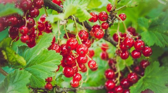 Ribizli metszése: így lehet több és szebb gyümölcsöd